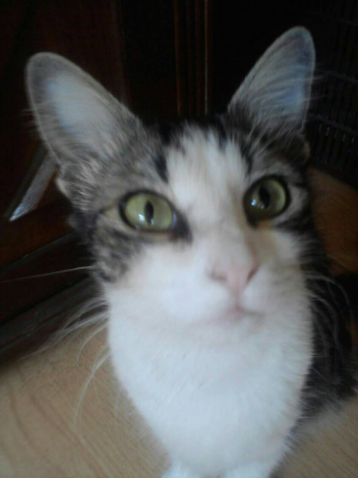 Mimi cat