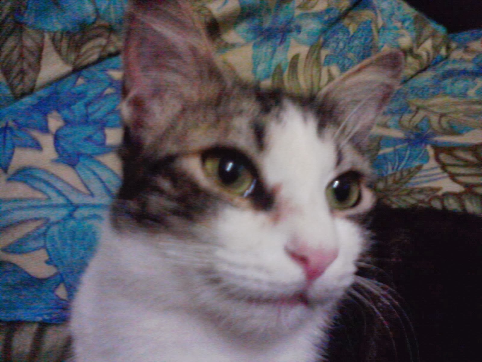 Mimi cat
