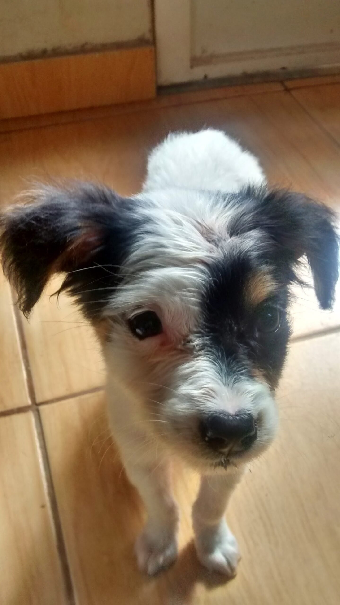 dog