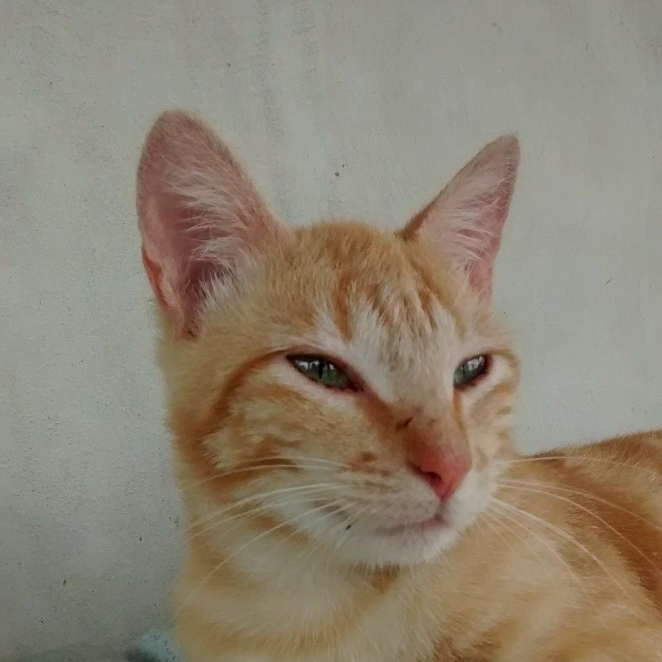 Yellow Cat