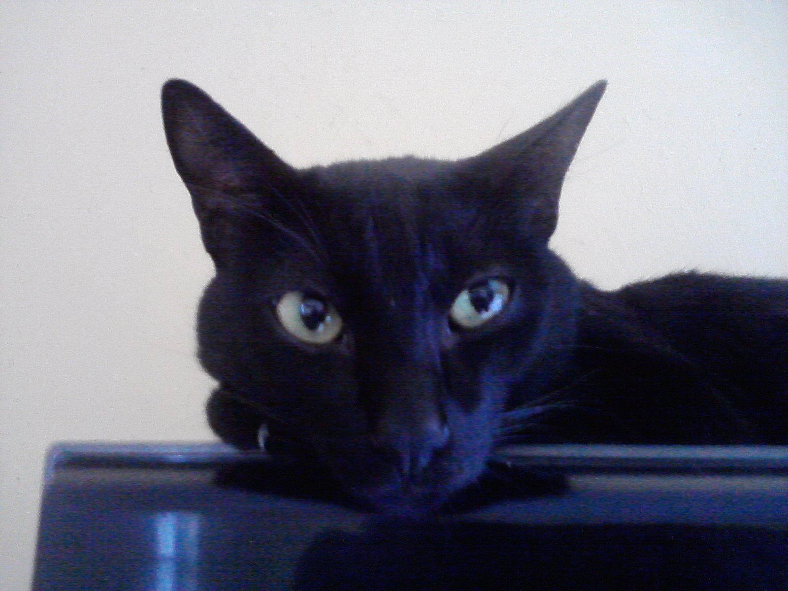 Mickey Cat