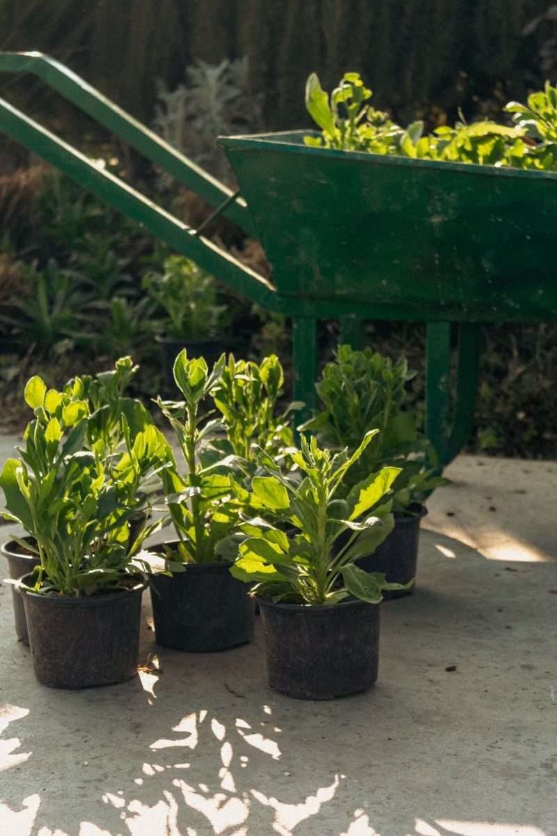 A Alquimia da Terra: Como a Jardinagem Transforma Espaços e Cura a Mente.