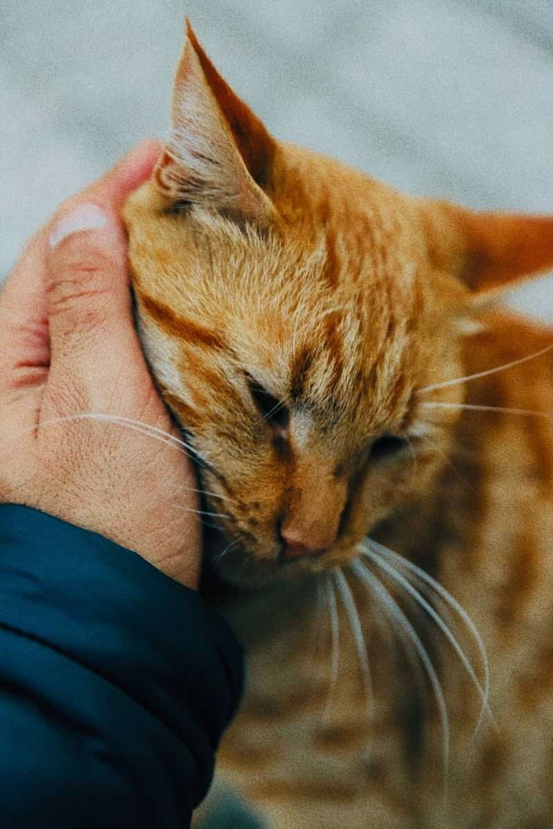 “Amar um animal é amar a vida em sua forma mais pura.”