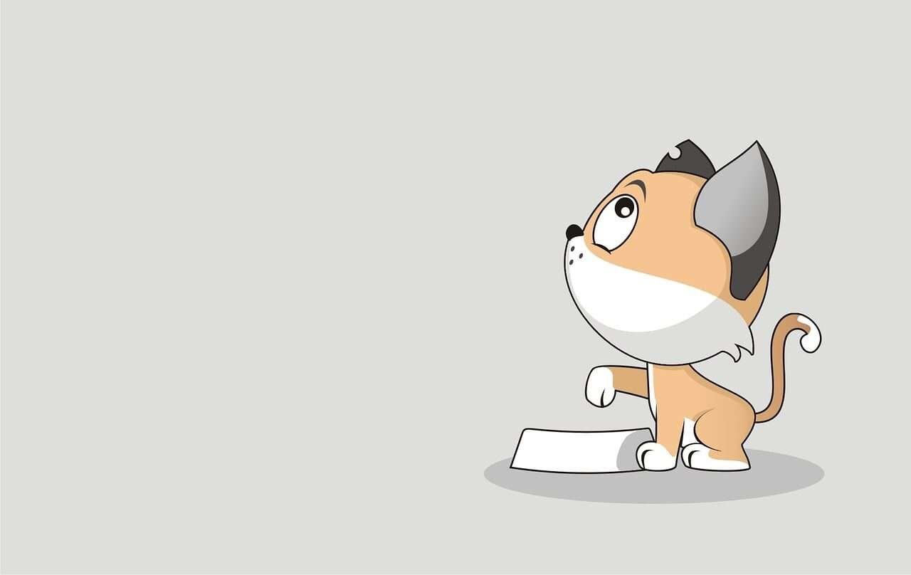 cat, pet, wallpaper, animal, nature, cute, funny, food, background