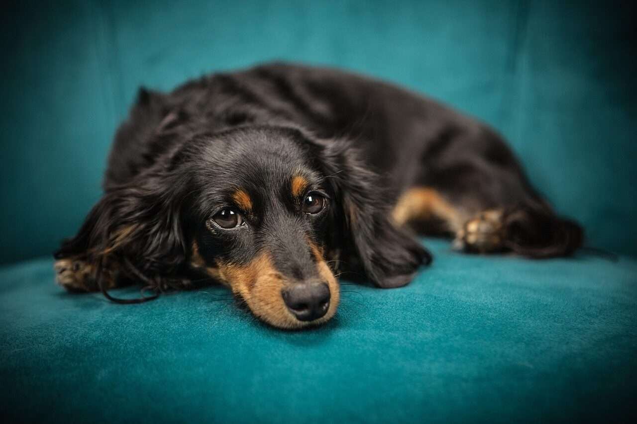 Cachorra Jackie Doçura no olhar