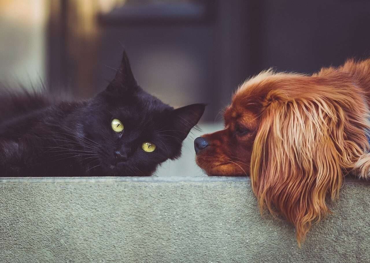 Pets Equilíbrio emocional