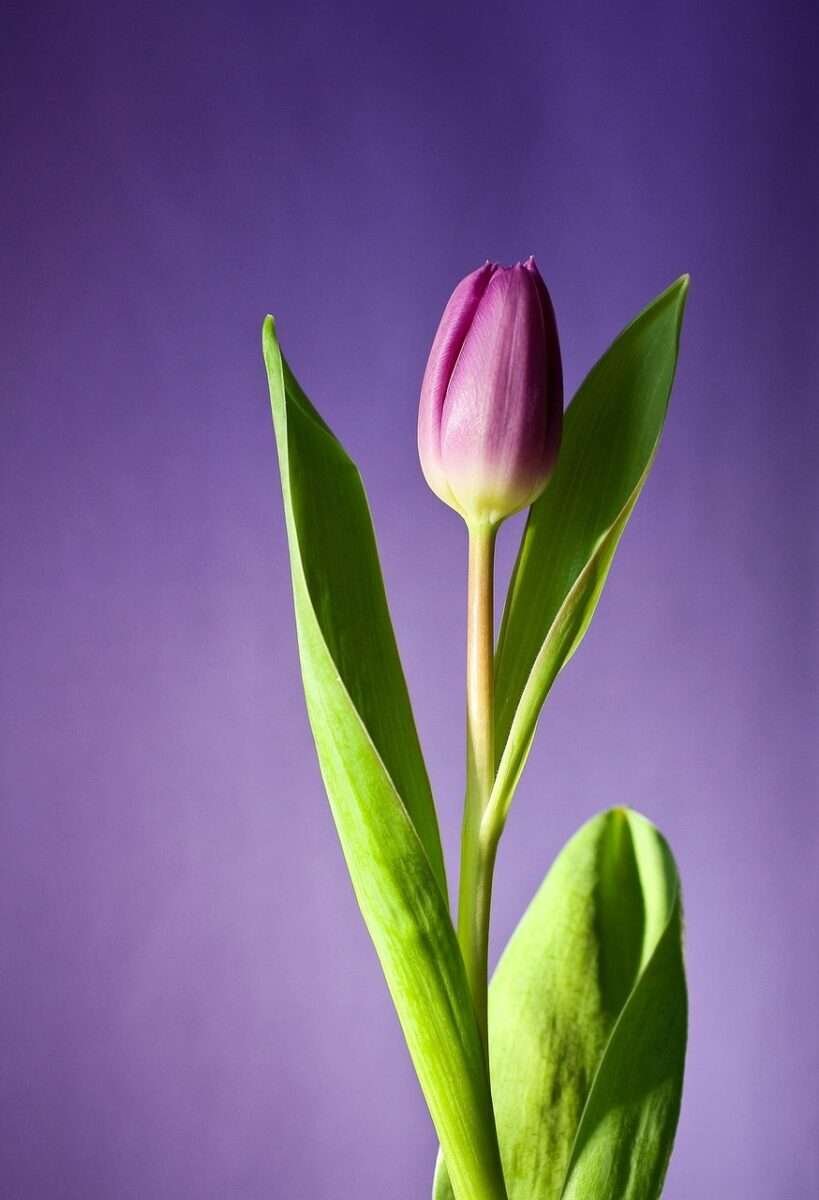 Flores  Naturalidade