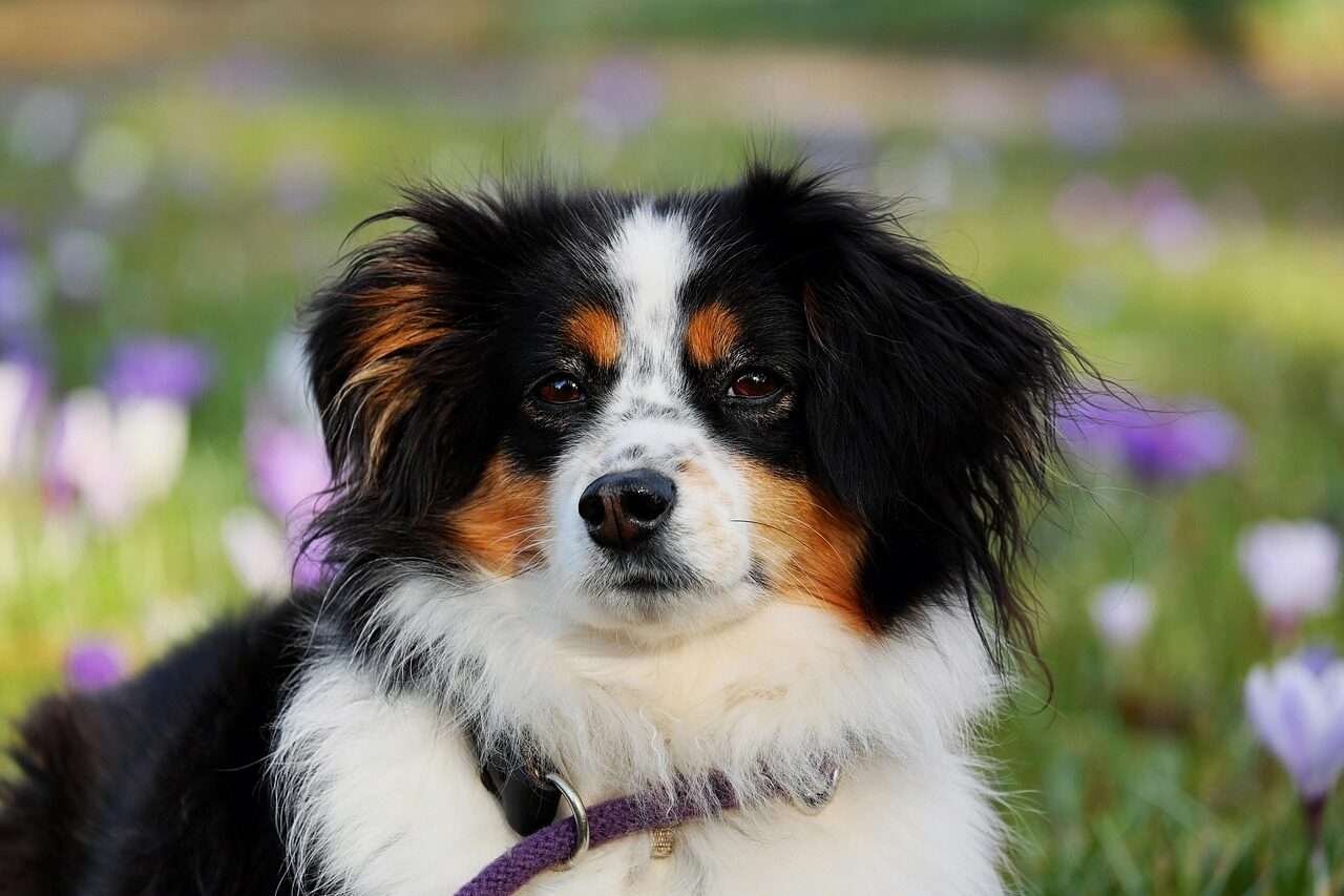 australian shepherd, dog, animal, herding dog, good-natured, protective, female dog, nature, pet, purebred dog, animal portrait, dog head, eyes, dog look, snout, domestic animal, creature
