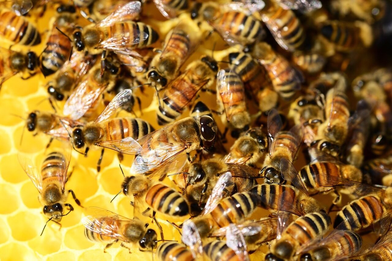 honey bees, beehive, honey, bees, swarm of bees, insects, wings, stripes, golden, hive, brood, close-up, macro, detail, brown bee, honey bees, beehive, beehive, beehive, honey, honey, bees, bees, bees, bees, bees, hive