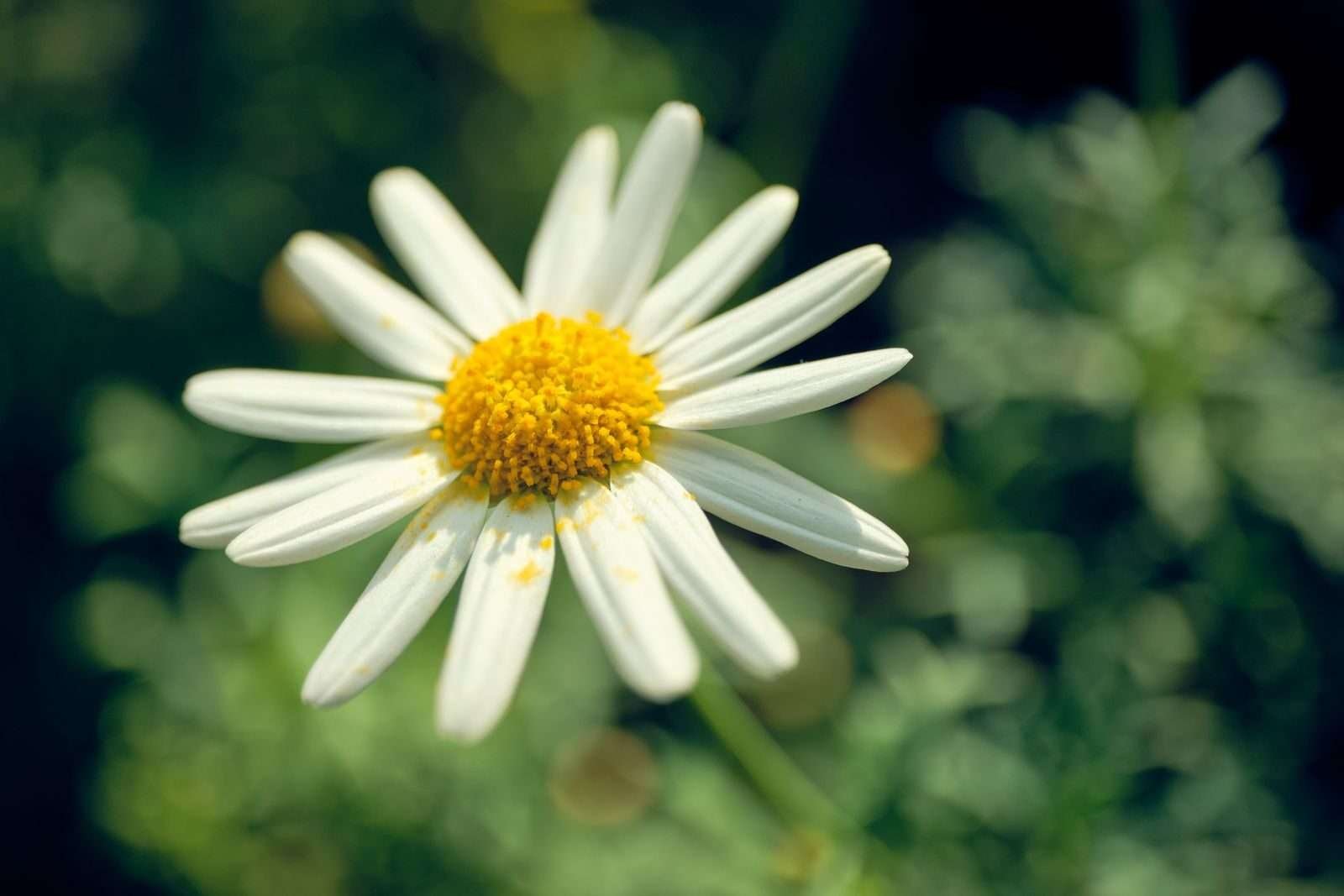 Flower Power