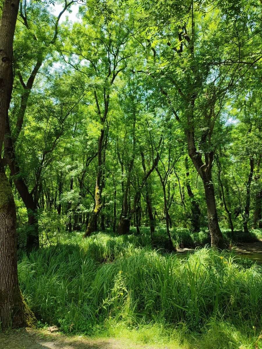 Natureza e Bem-Estar: A Atitude Positiva da Contemplação Natural