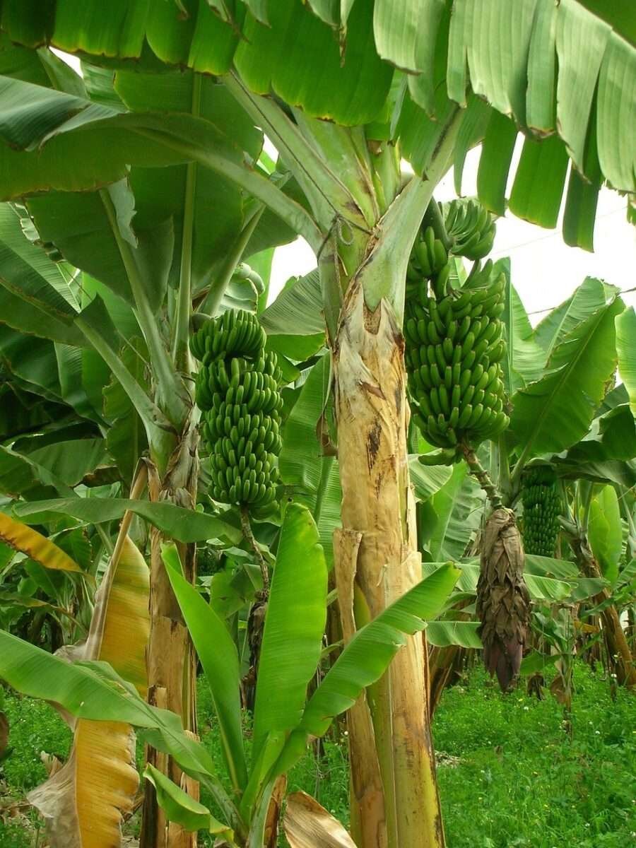 bananas, banana trees, nature, banana plantation, plantation, fruit growing, green, garden