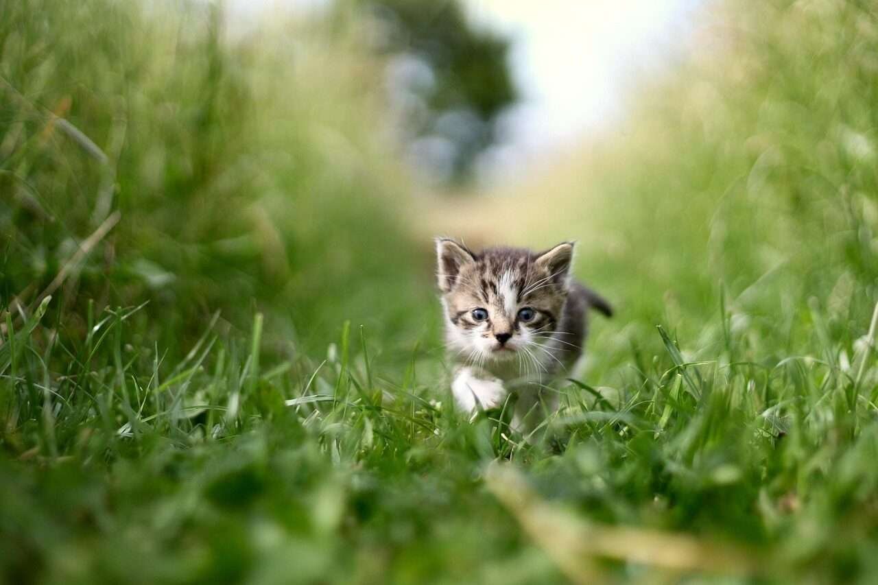 Pets Fidelidade ao coração