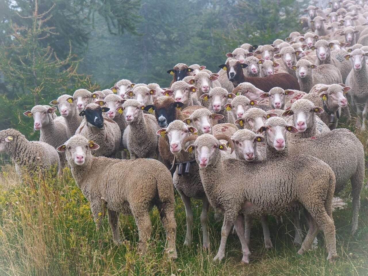 sheep, flock of sheep, herd of sheep in the mountains, agriculture, herd, graze, pasture, cattle, livestock, nature, sheep, sheep, sheep, sheep, sheep, herd