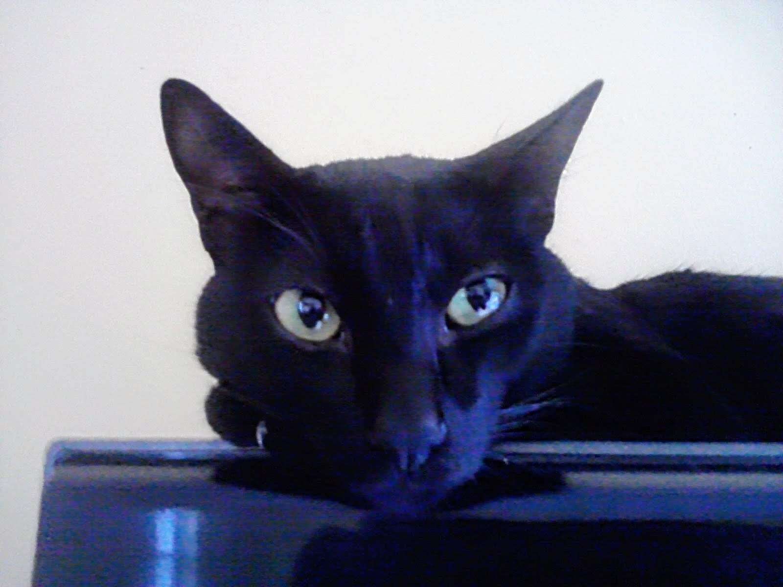 Mickey Cat
