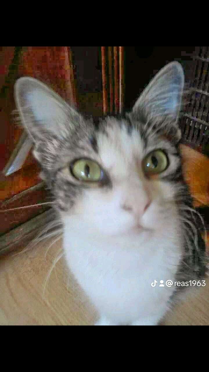 Mimi cat