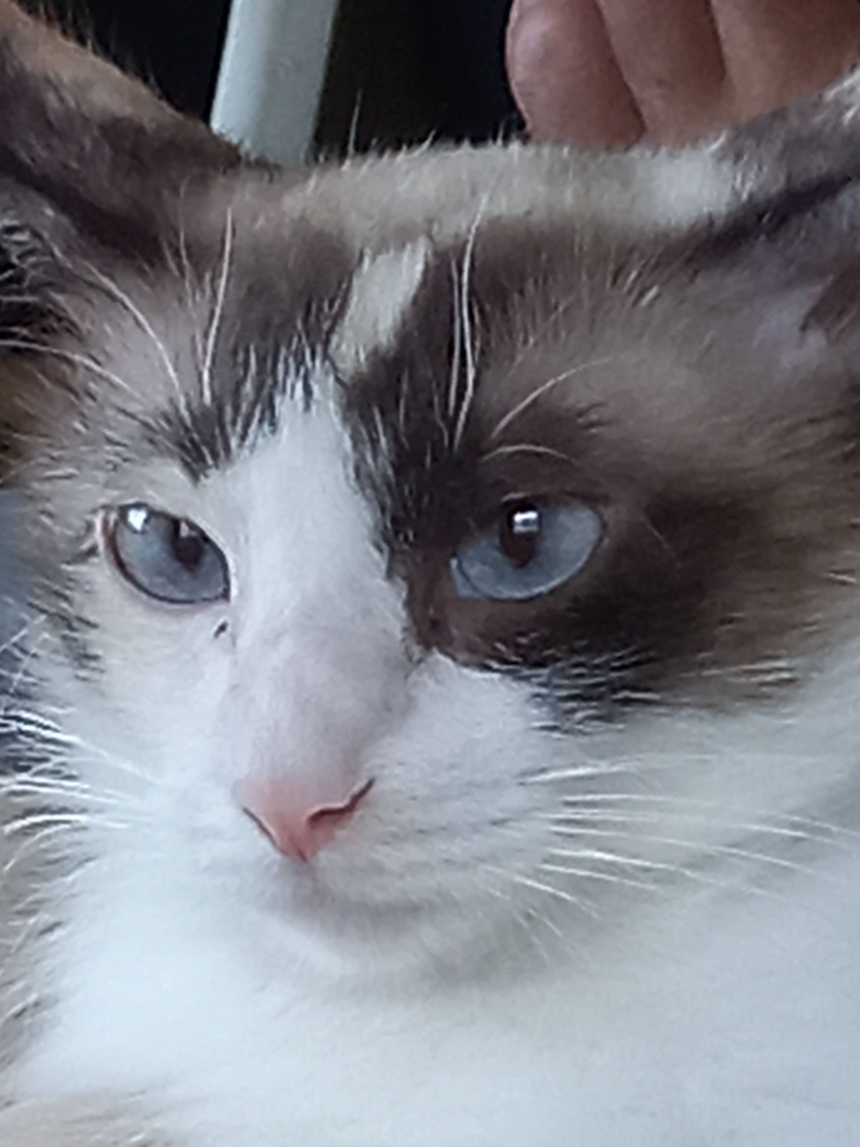 My Cat Brigitte