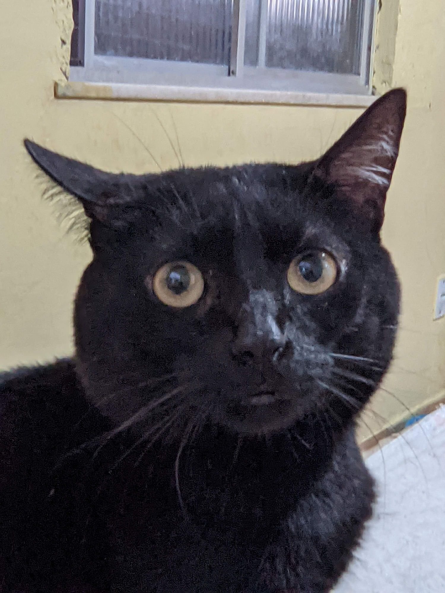 My Black Cat